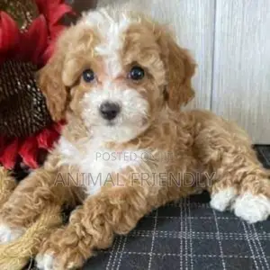 1-3 months Female Purebred Poodle