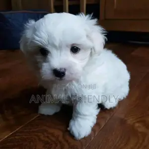 1-3 months Female Purebred Poodle