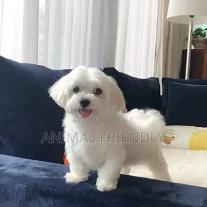 1-3 months Female Purebred Poodle