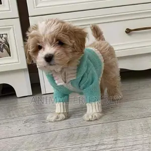 1-3 months Female Purebred Poodle