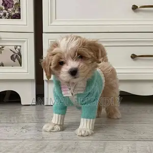 1-3 months Male Purebred Poodle