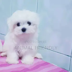 1-3 months Male Purebred Poodle