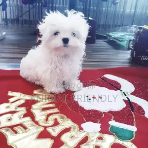 1-3 months Male Purebred Poodle
