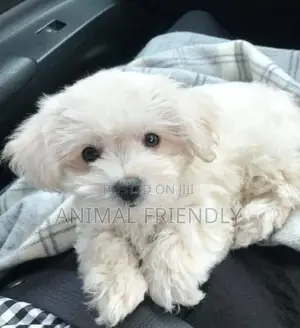 1-3 months Male Purebred Poodle