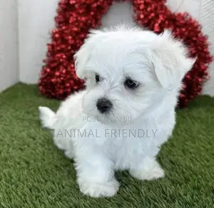 1-3 months Male Purebred Poodle