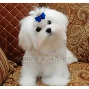 1-3 months Female Purebred Poodle