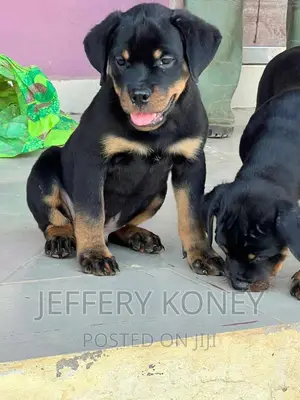 1-3 months Male Purebred Rottweiler