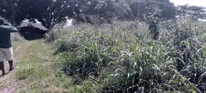 60 Acres of Land at Akorle