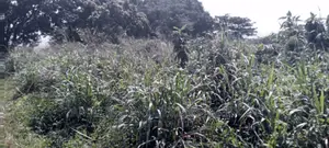60 Acres of Land at Akorle