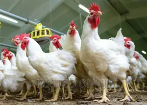 Ross 308 Broiler Dayold Chicks