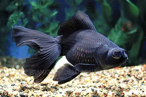 Blackmoor Gold Fish