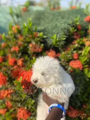 1-3 months Female Purebred Maltese