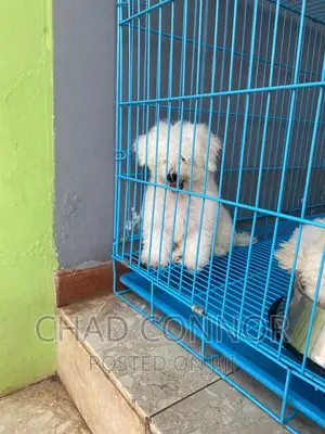 1-3 months Female Purebred Maltese
