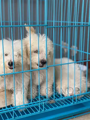 1-3 months Female Purebred Maltese