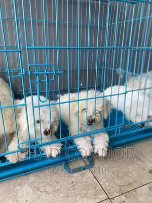1-3 months Female Purebred Maltese