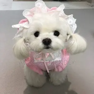 1-3 months Male Purebred Poodle