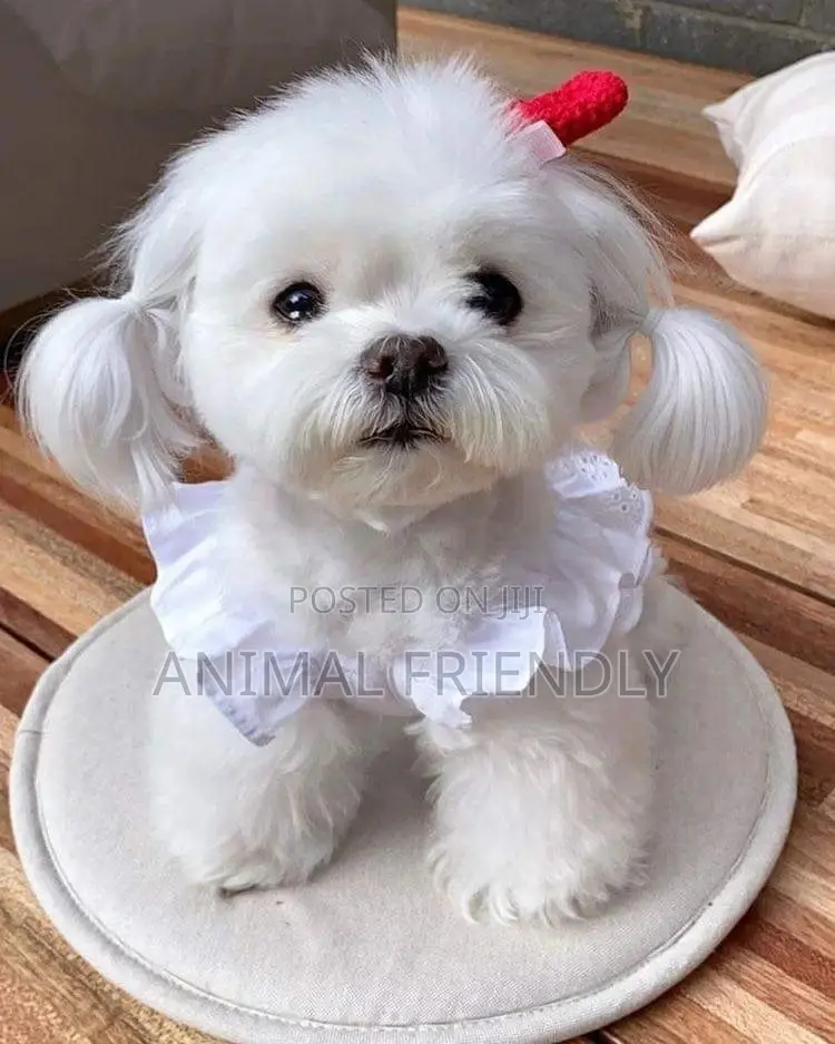 1-3 months Male Purebred Poodle