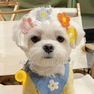 1-3 months Female Purebred Poodle