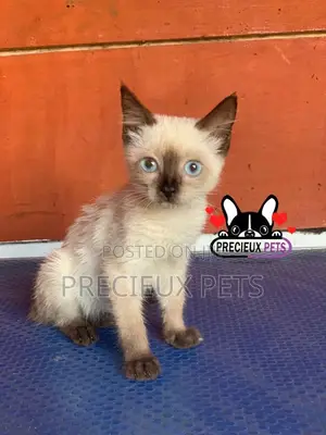 1-3 months Female Purebred Siamese
