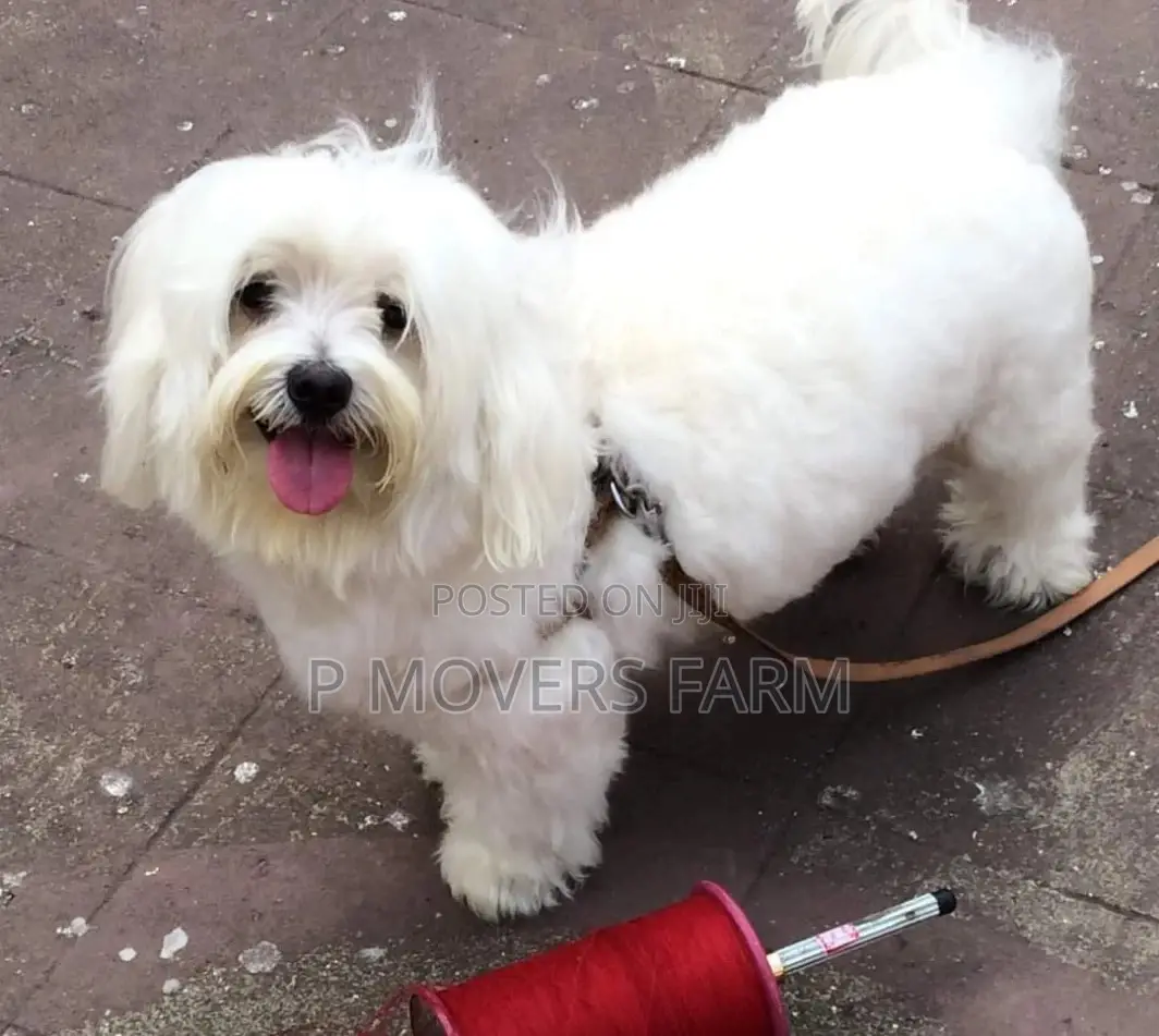 1-3 months Male Purebred Maltese