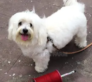 1-3 months Male Purebred Maltese