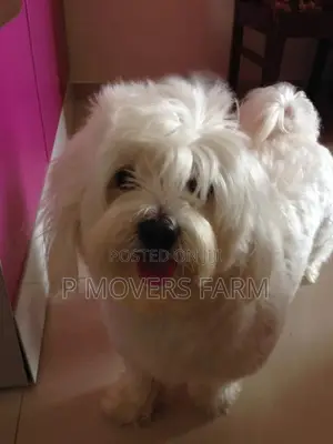 1-3 months Male Purebred Maltese
