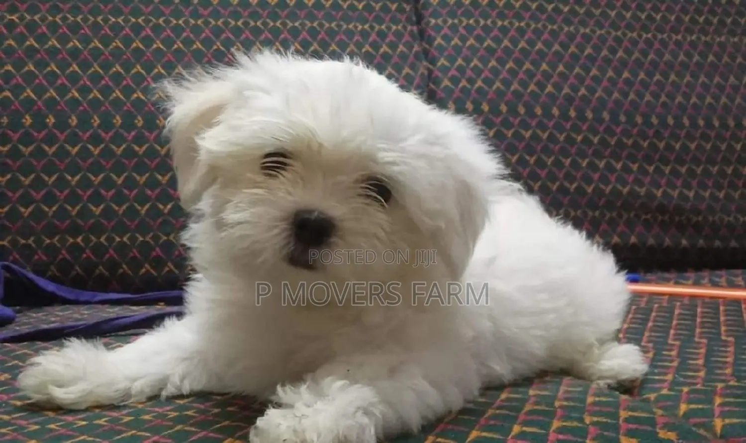 1-3 months Female Purebred Poodle