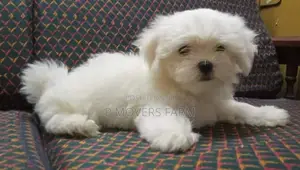 1-3 months Male Purebred Poodle