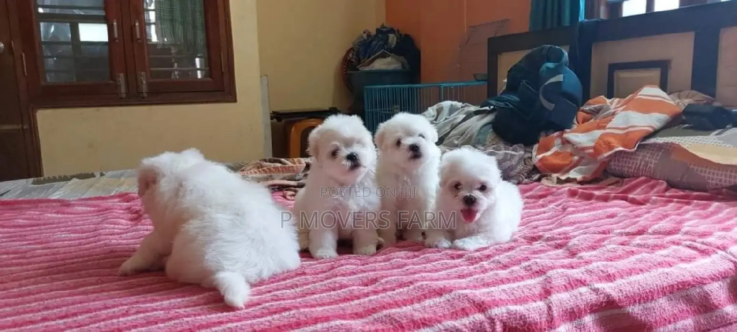 1-3 months Male Purebred Poodle