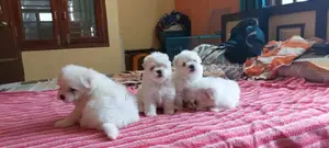 1-3 months Male Purebred Poodle