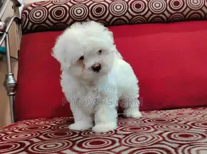 1-3 months Male Purebred Poodle