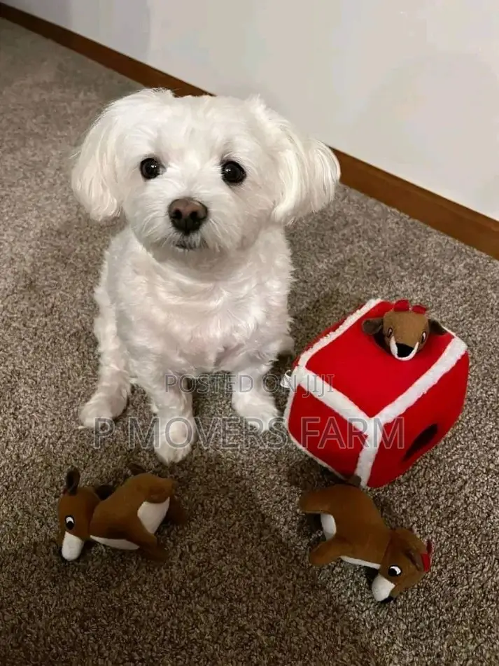 1-3 months Male Purebred Maltese