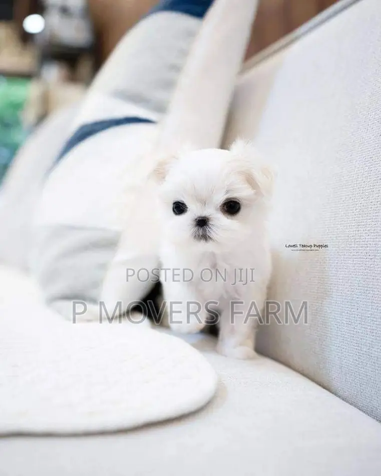 1-3 months Male Purebred Poodle