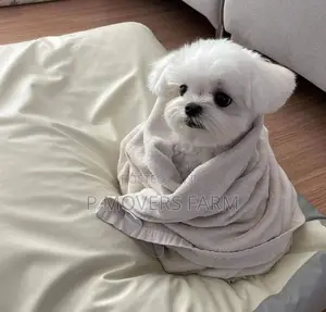 1-3 months Male Purebred Poodle
