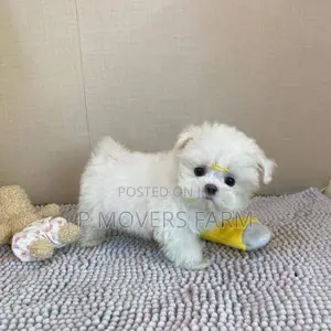 1-3 months Male Purebred Maltese