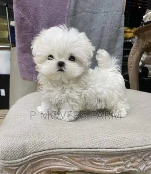1-3 months Male Purebred Maltese