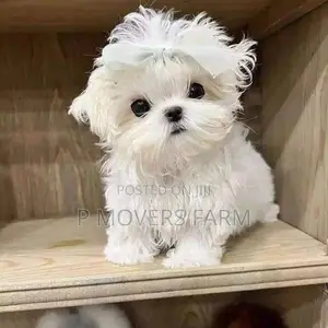 1-3 months Male Purebred Maltese