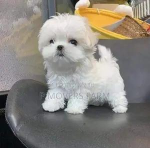 1-3 months Female Purebred Maltese