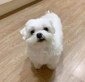1-3 months Male Purebred Maltese