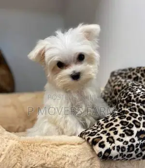 1-3 months Female Purebred Maltese