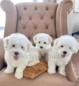 1-3 months Male Purebred Maltese