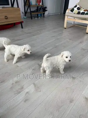 1-3 months Female Purebred Maltese