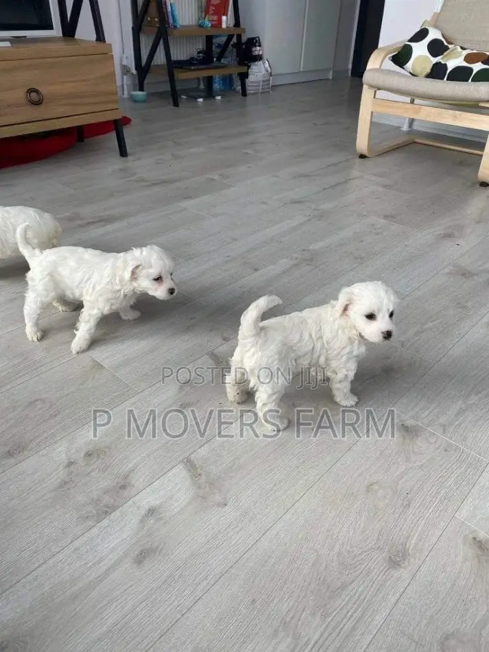 1-3 months Female Purebred Maltese