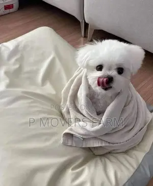 1-3 months Male Purebred Maltese