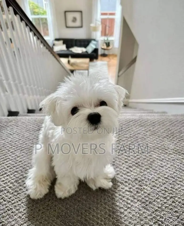 1-3 months Male Purebred Poodle