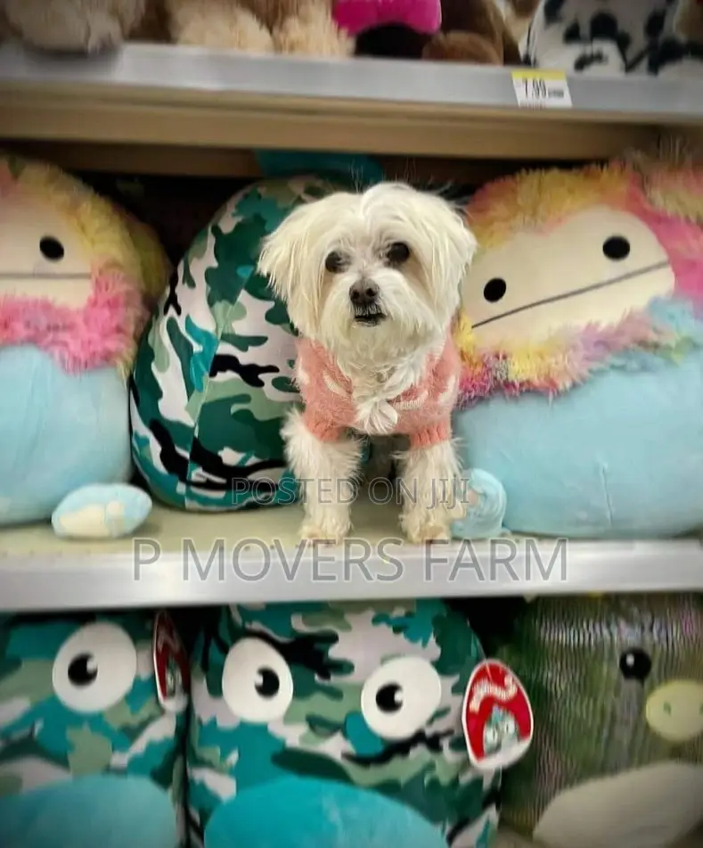 1-3 months Male Purebred Maltese