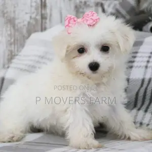 1-3 months Female Purebred Maltese