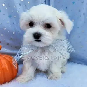 1-3 months Male Purebred Maltese