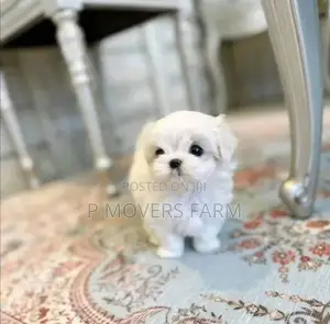 1-3 months Male Purebred Maltese