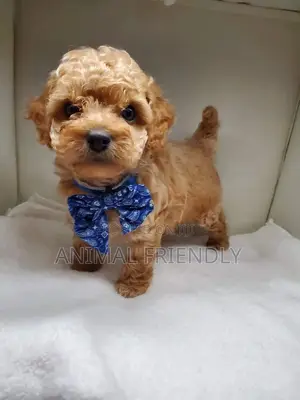 1-3 months Male Purebred Poodle